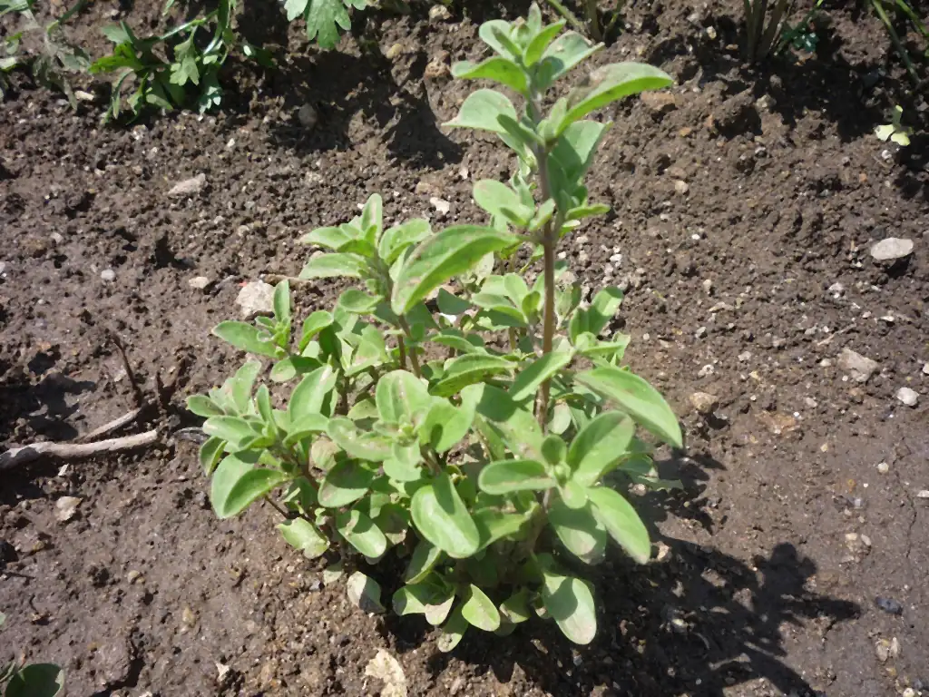 Young herb plant with rounded, softly hairy grey-green leaves in paired sets, growing in bare garden soil