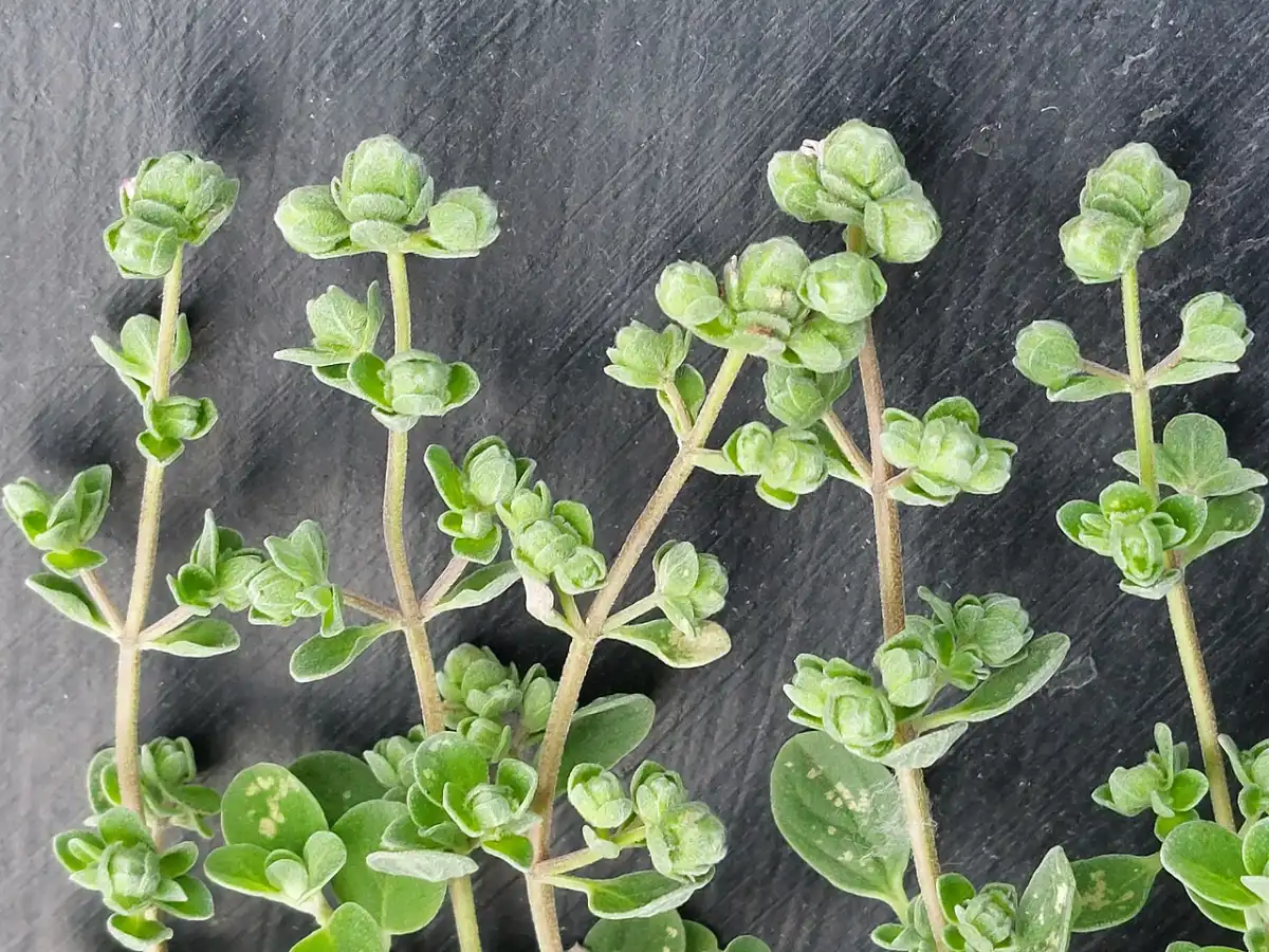 Cut herb stems laid on dark slate, each shoot tip carrying tight knot-like green flower bracts