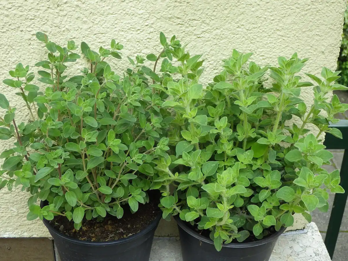 Two black nursery pots side by side, the left plant with smooth grey-green rounded leaves and the right with hairier, brighter green leaves