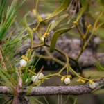 Mistletoe growing out of a host tree branch with white berries