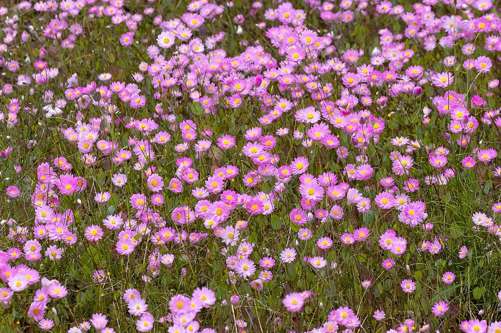 Dense drift of pink Rhodanthe manglesii paper daisies with yellow centres flowering among grass