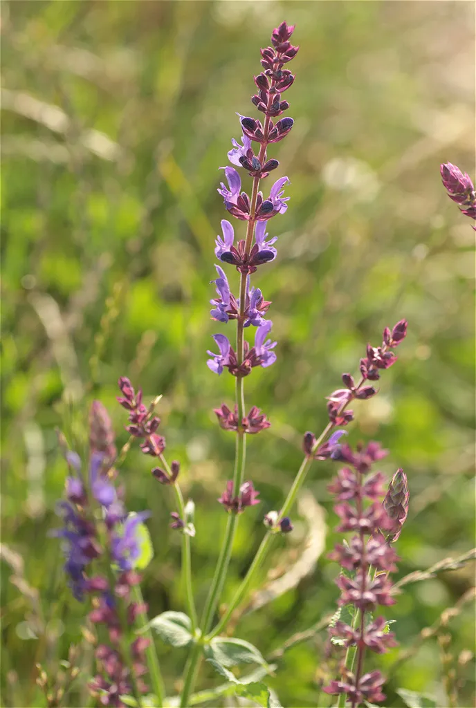 Upright violet-purple ornamental salvia flower spikes with dark bracts rising above green foliage