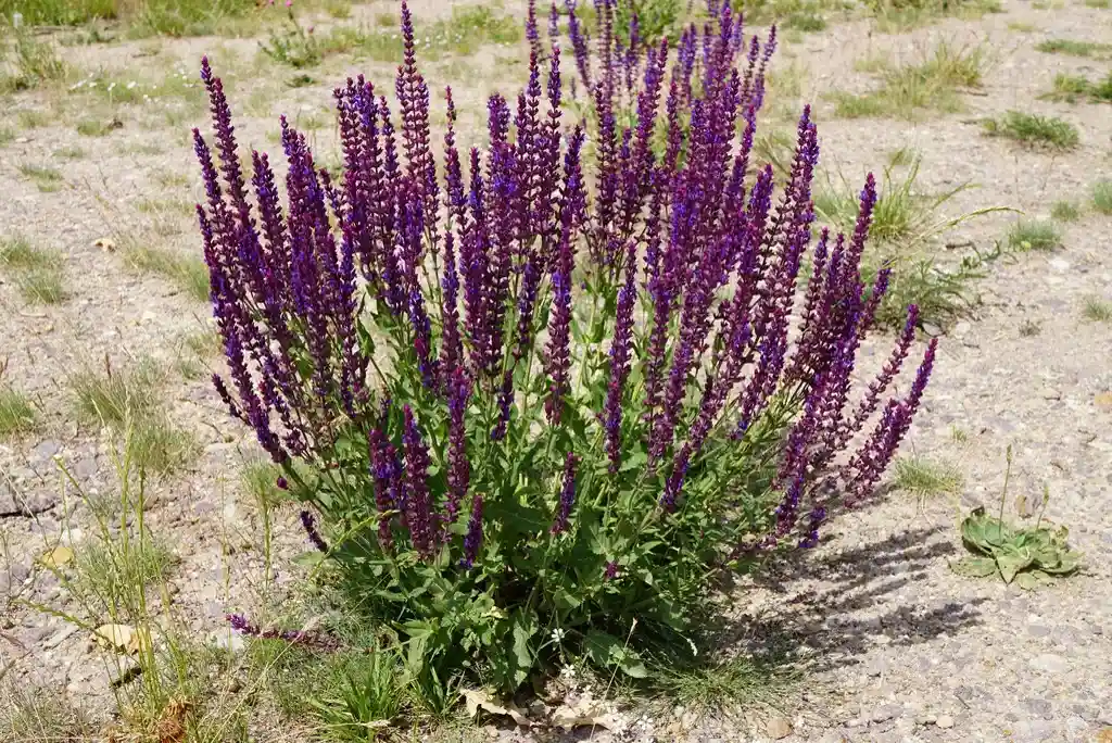 Full clump of ornamental salvia in flower, dozens of deep purple spikes above a low mound of green leaves in gravelly soil