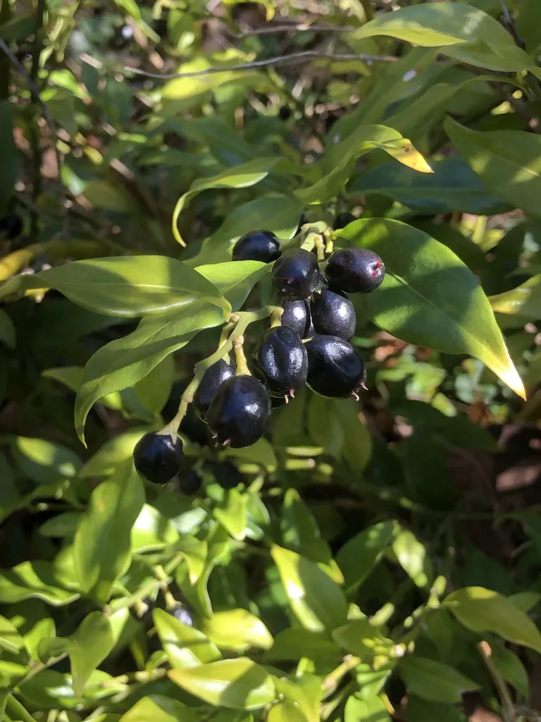 Cluster of glossy black sweet box berries hanging among narrow dark green leaves
