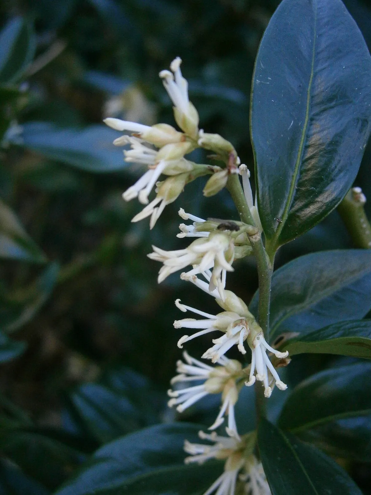 Small creamy white sweet box flowers with long protruding stamens on a shaded evergreen stem