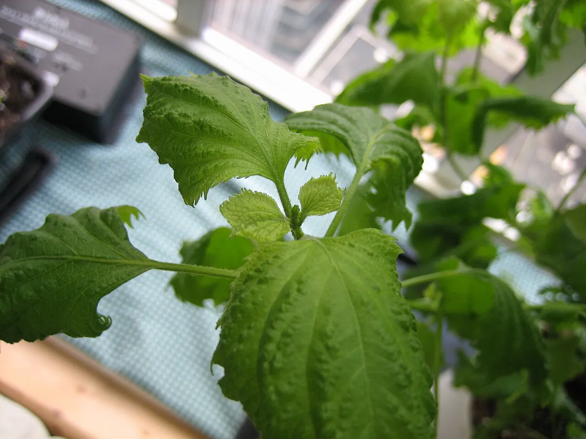 Close-up of the growing tip of a green shiso plant showing crinkled, serrated leaves in opposite pairs