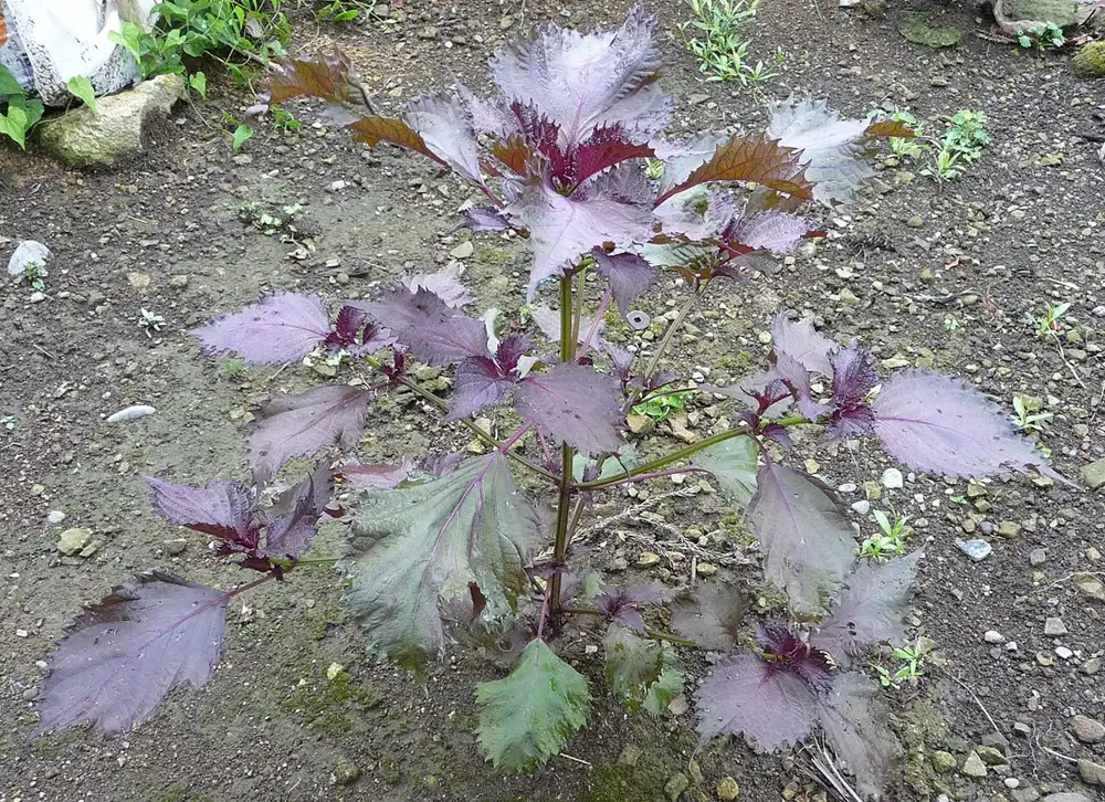Red shiso plant with deep purple, saw-toothed leaves growing upright in bare garden soil