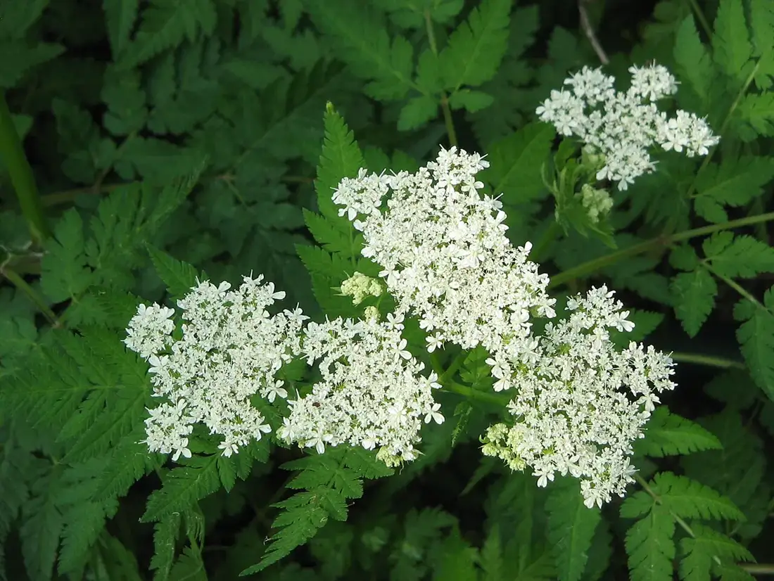 Flat white umbels of sweet cicely flowers above deeply divided fern-like green leaves