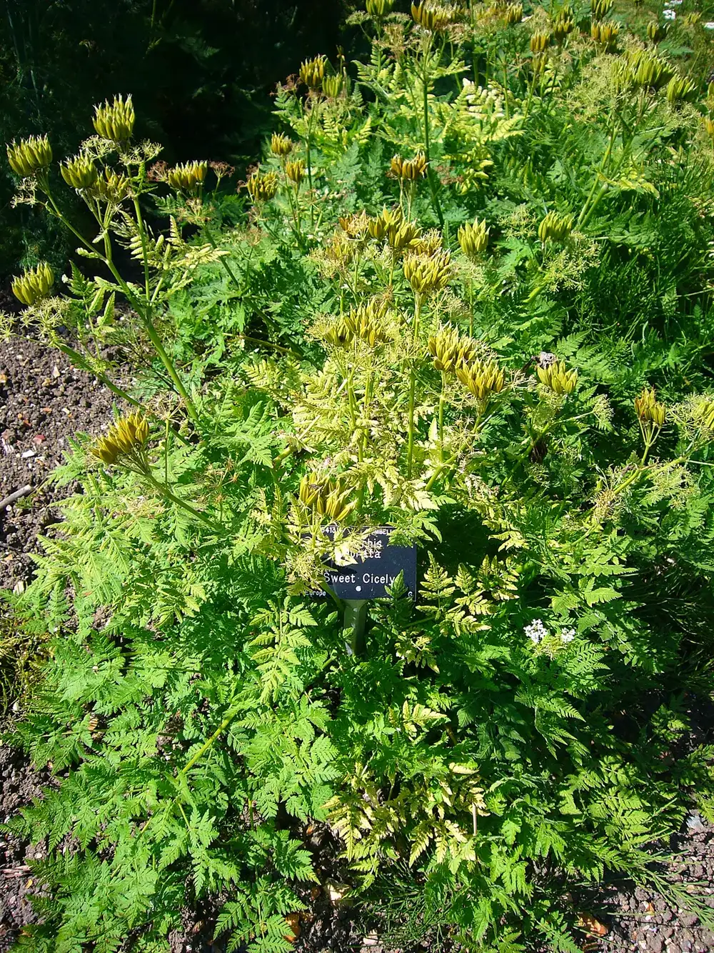 Clump of sweet cicely with soft fern-like leaves and upright stems carrying green unripe seed pods