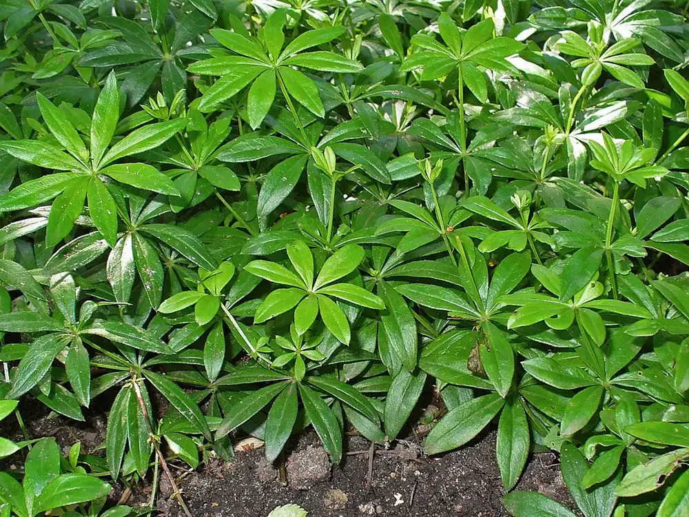 Dense green ground cover of sweet woodruff showing rosettes of six to eight leaves in whorls around each stem