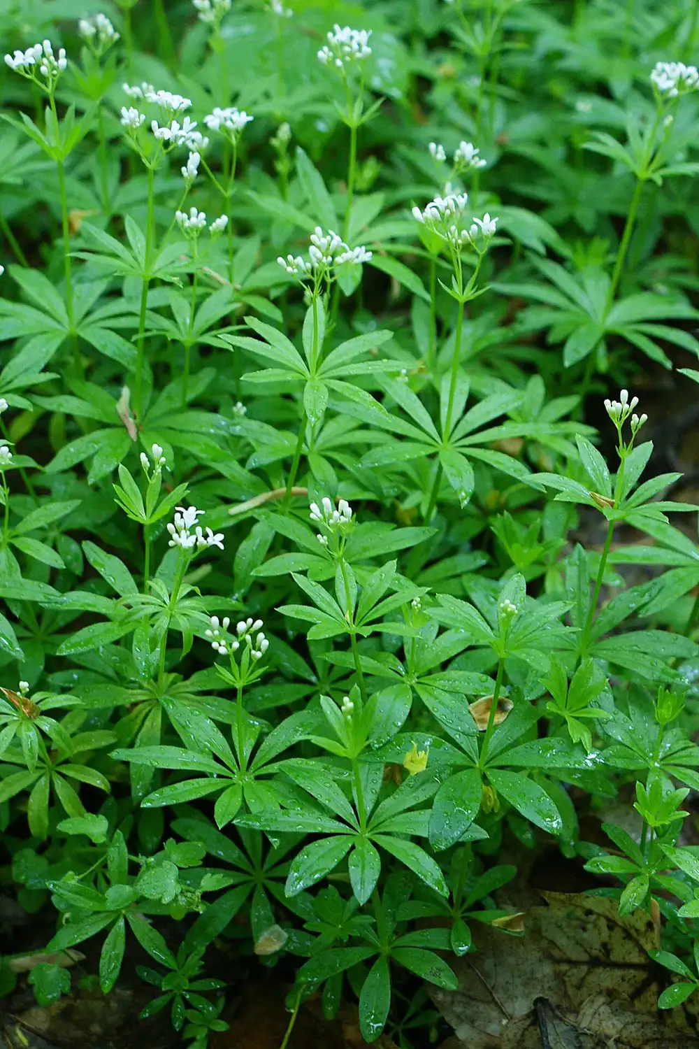 Carpet of sweet woodruff in flower with whorls of narrow leaves and small white star-shaped flowers on upright stems