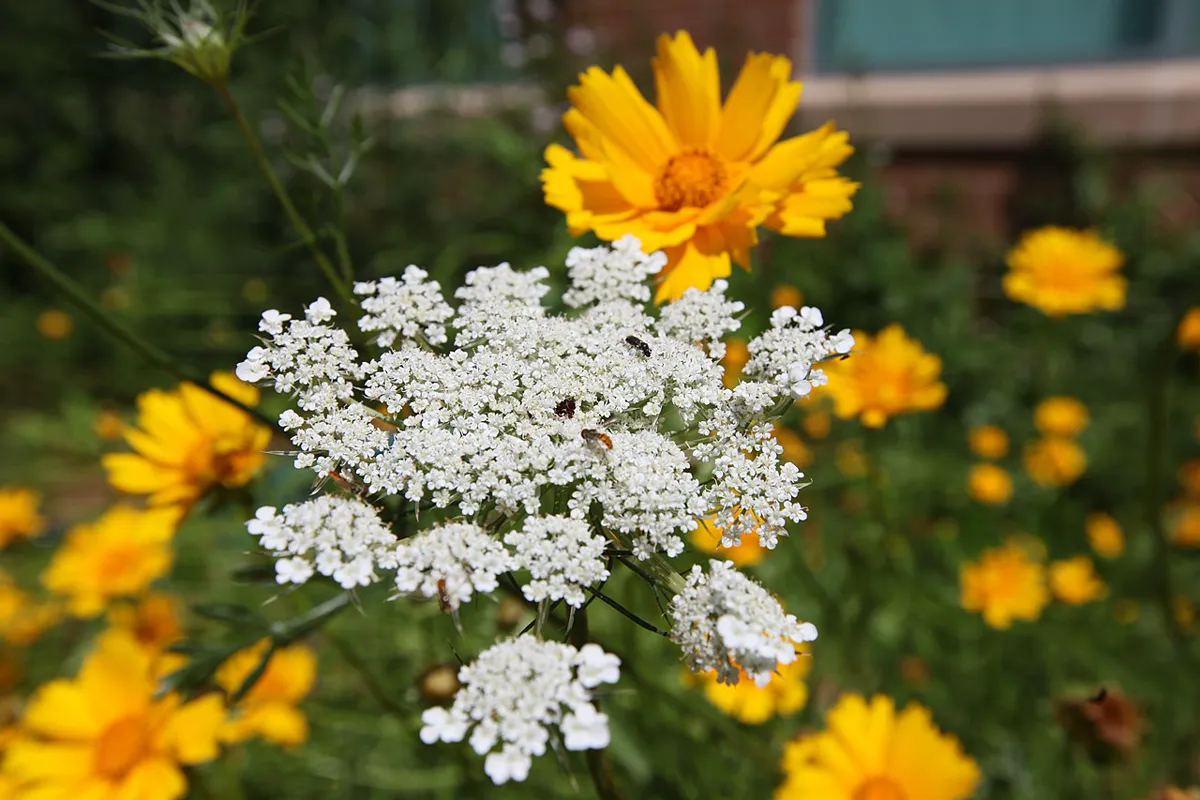 Flat white umbel of Queen Anne's lace with tiny insects on it, surrounded by yellow coreopsis flowers in a garden bed