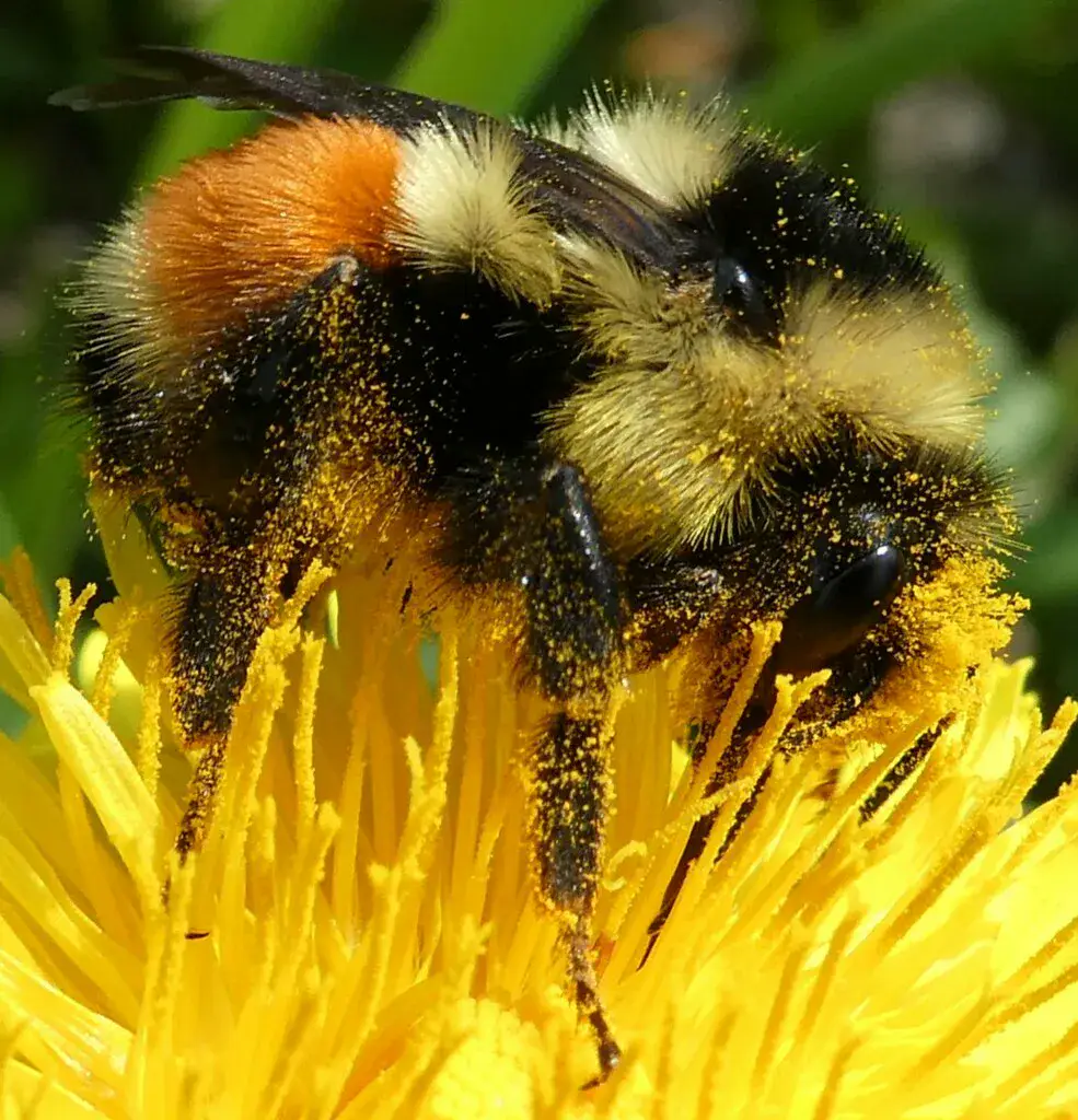 Bumblebee dusted all over with yellow pollen while feeding on a yellow composite flower