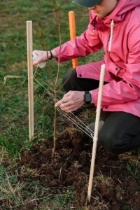 How to Plant Bare Root Trees