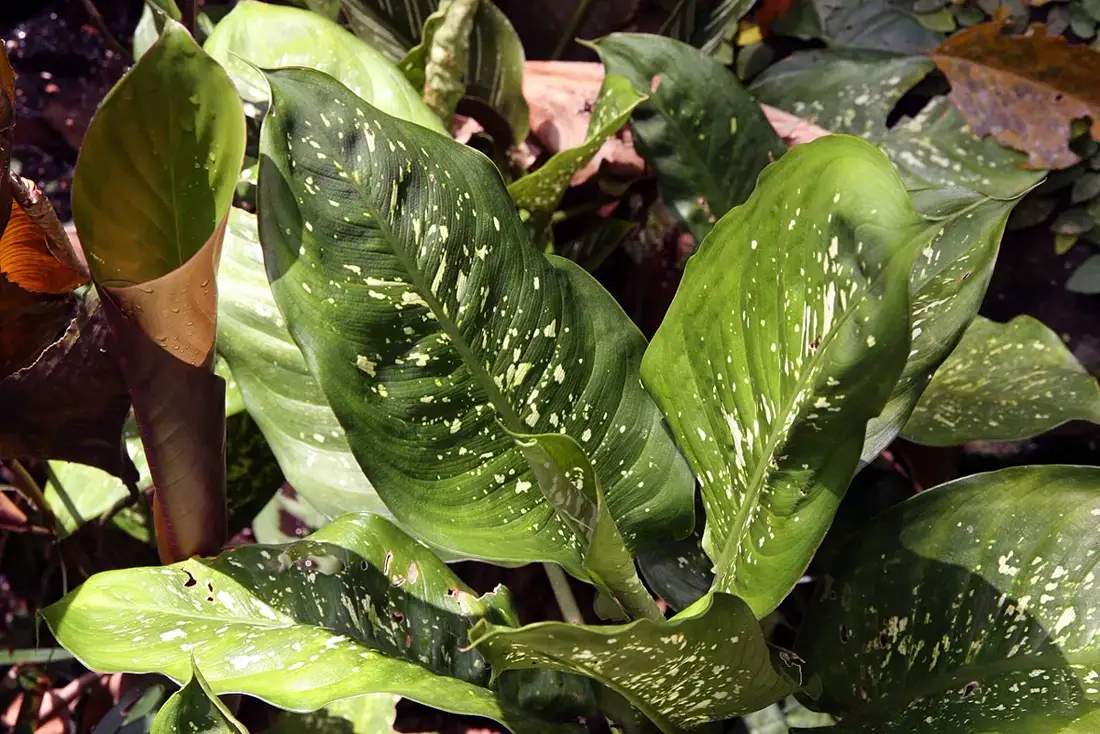 Clump of dieffenbachia plants in sunlight with broad speckled leaves and a new leaf unfurling