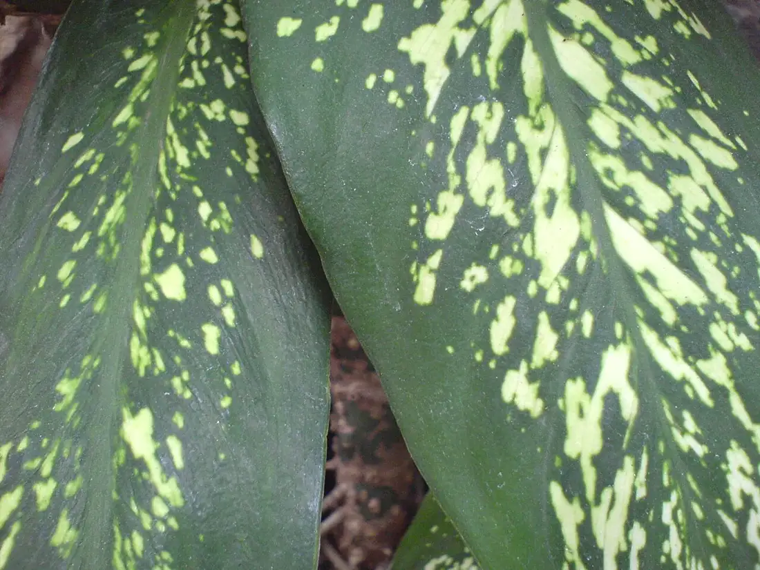 Close-up of two dieffenbachia leaves with dark green blades heavily speckled in pale yellow-green