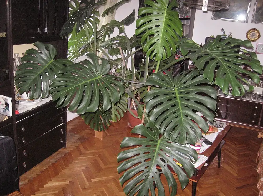 Large Monstera deliciosa plant indoors in a living room, its big split leaves spreading out over a low table and parquet floor
