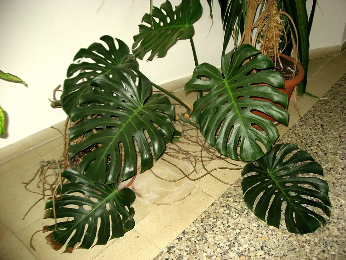Potted Monstera standing on a tiled hallway floor with long brown aerial roots trailing across the tiles