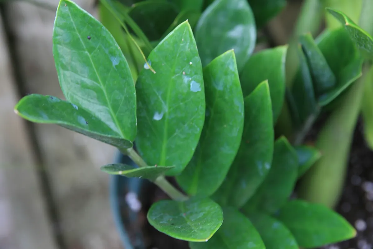 Close-up of glossy dark green ZZ plant leaflets on a potted Zamioculcas zamiifolia