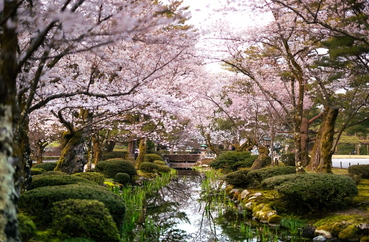 Cherry trees in full pink blossom arching over a narrow stream edged with moss mounds and iris shoots