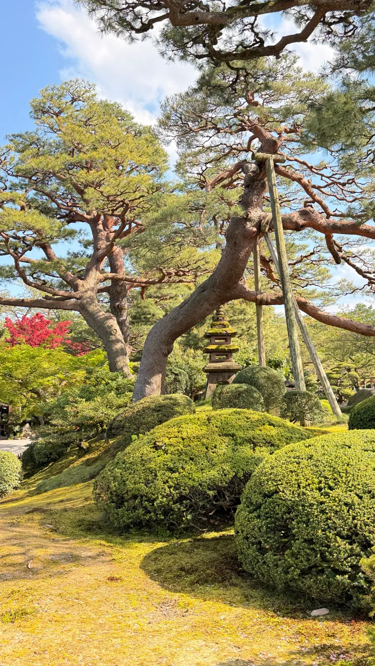 An old pine with a heavy leaning trunk held by wooden props above clipped evergreen mounds.