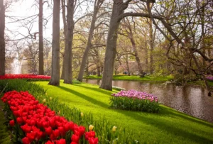 Keukenhof Tulip Garden