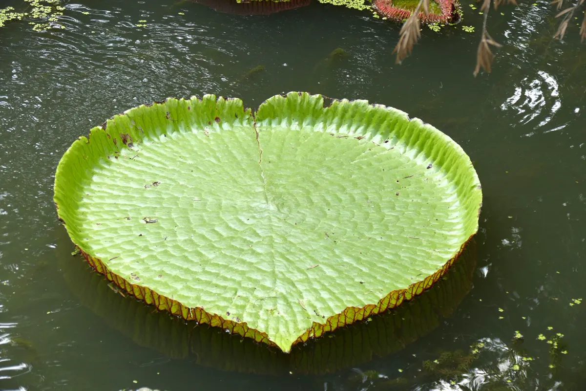 Giant waterlily pad with an upturned rim floating on dark still water