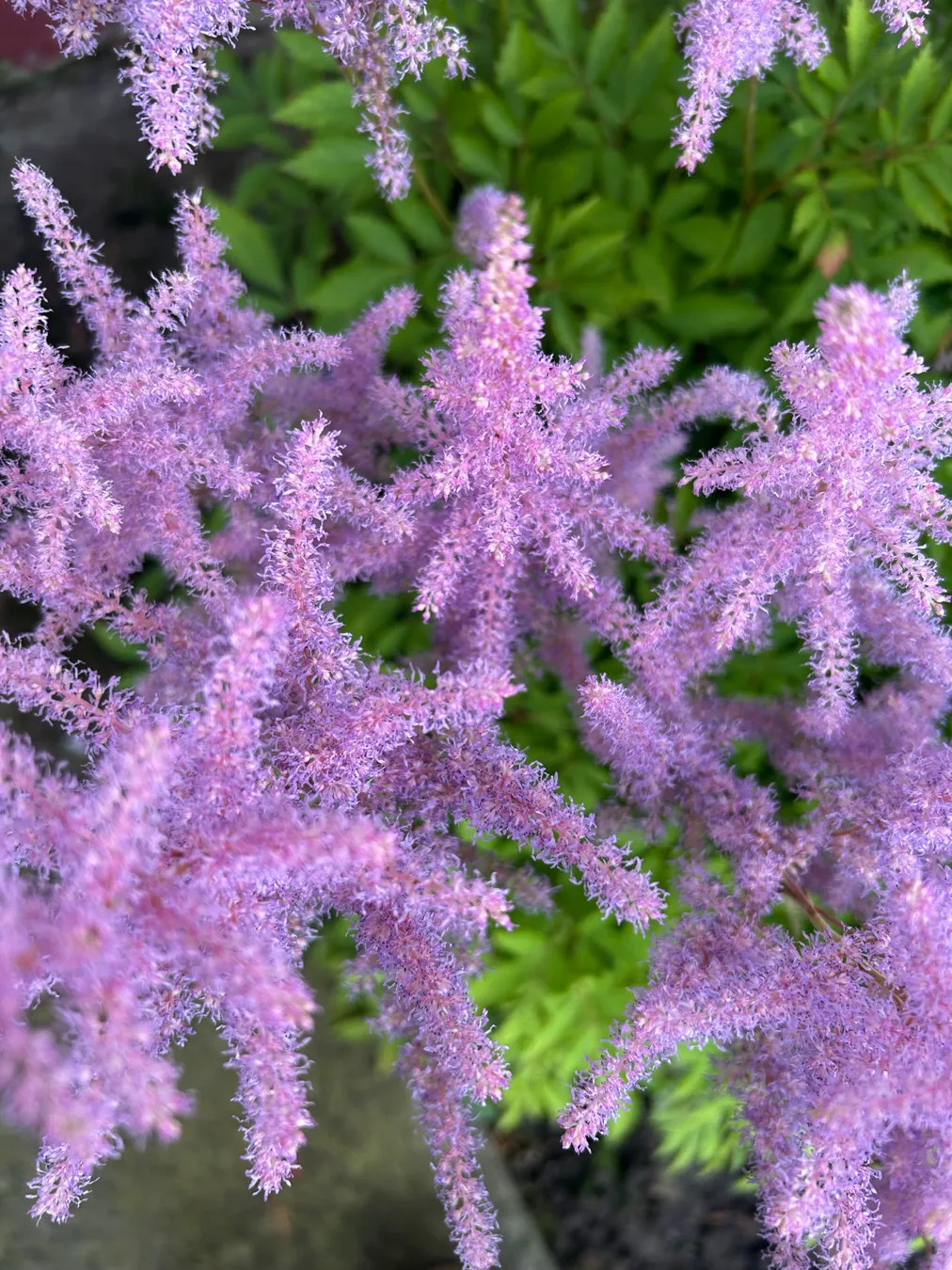 Close-up of feathery pink astilbe plumes in a summer border