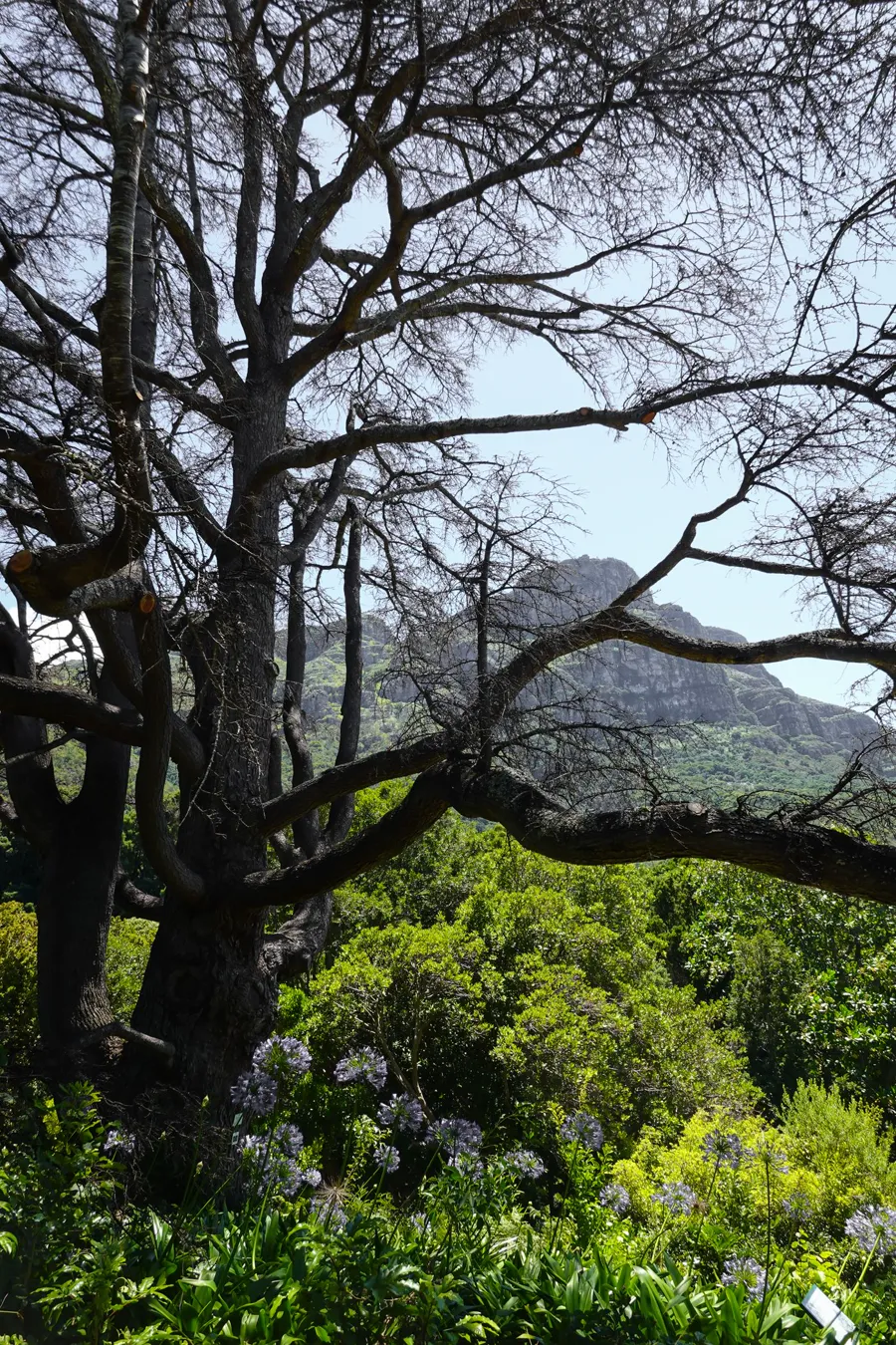 Kirstenbosch Botanical Garden Plants: 5 Design Lessons to Steal