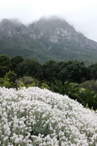 Kirstenbosch Botanical Garden Plants