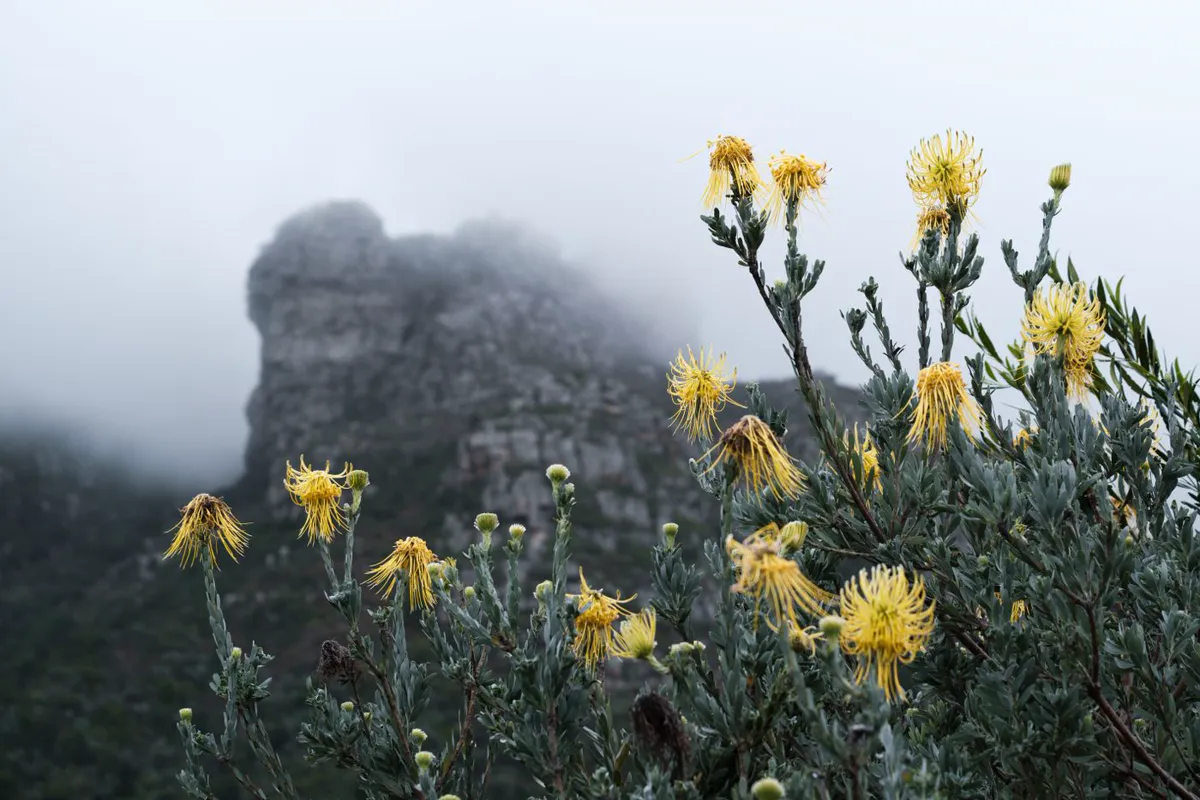 Kirstenbosch Botanical Garden Plants: 5 Design Lessons to Steal