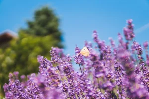 Is Lavender Toxic to Cats? 6 Facts the Oil Bottle Won’t Tell You