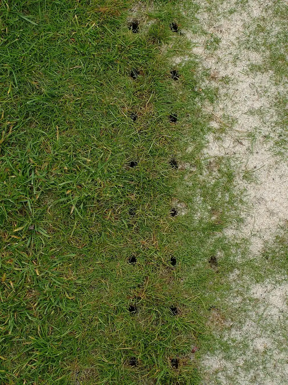 Close view of a lawn after core aeration, with rows of small holes and sand top dressing brushed.