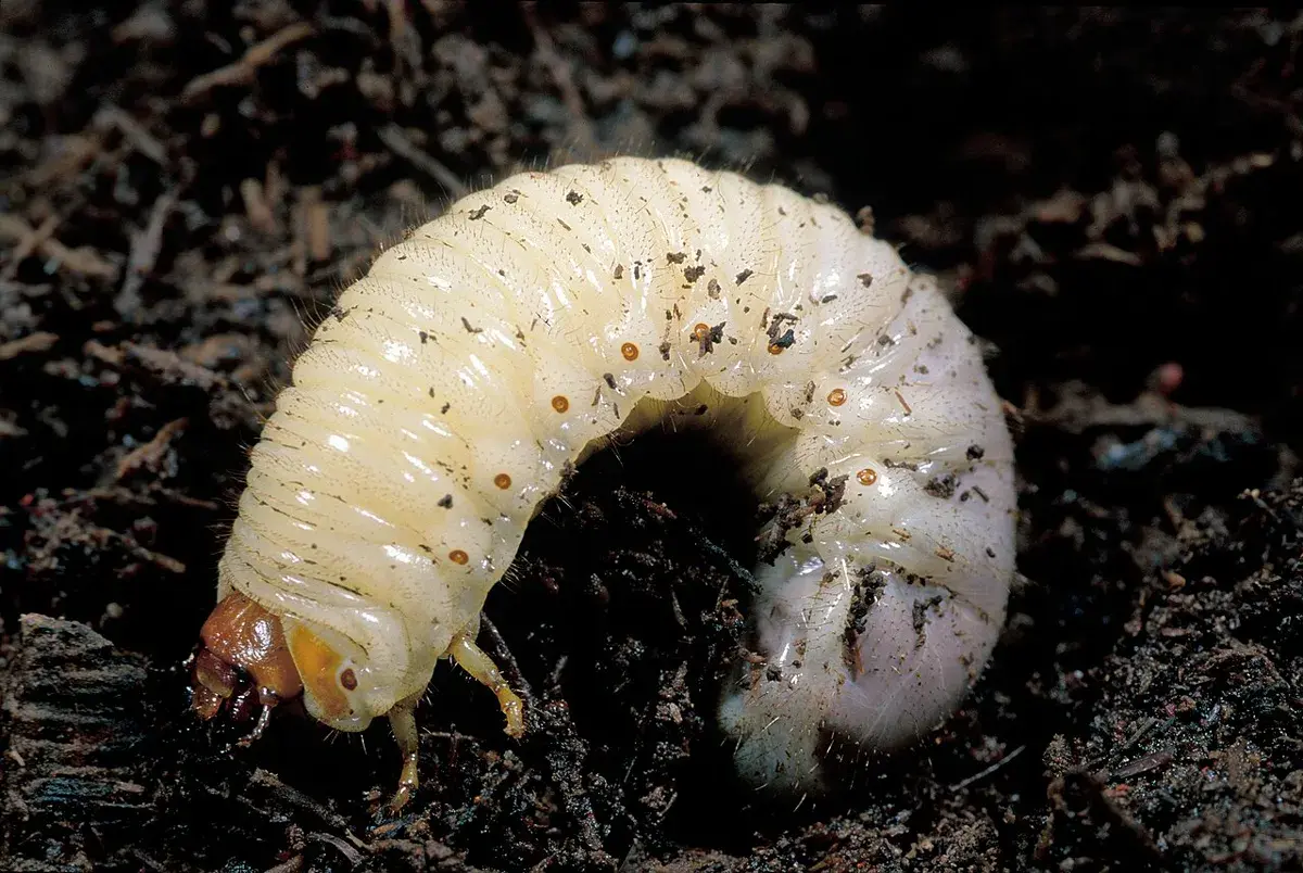 Fat white C-shaped beetle grub with an orange-brown head lying in dark soil