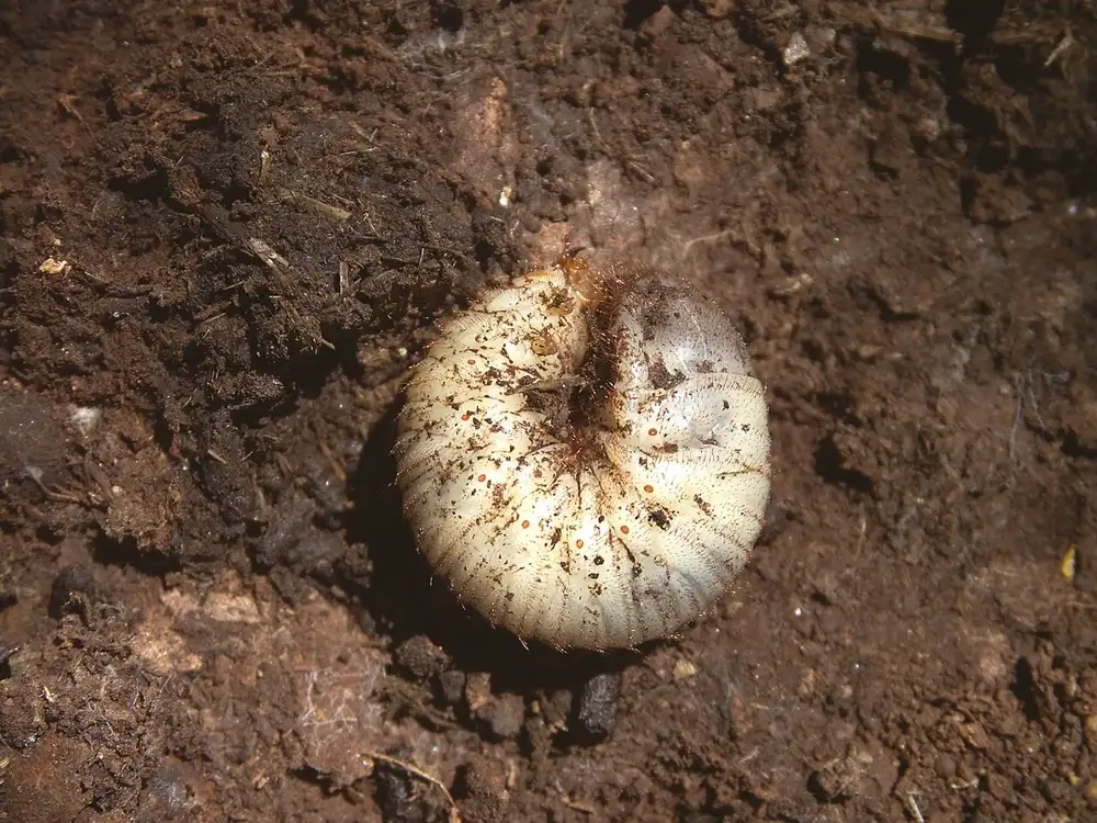 White scarab beetle larva curled into a tight coil on brown garden soil