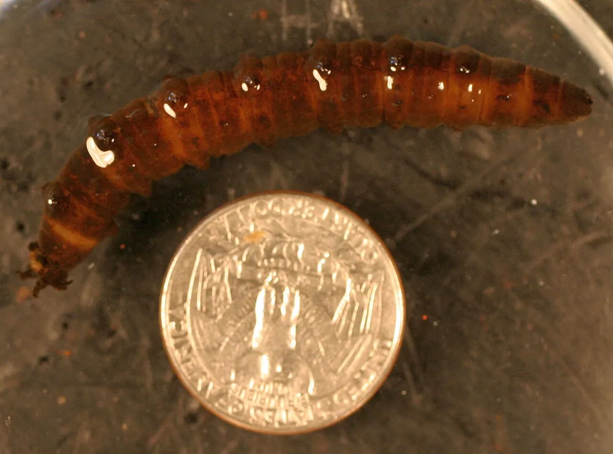 Brown grey legless Tipula crane fly larva, a leatherjacket, next to a coin for size comparison