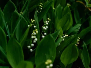 Is Lily of the Valley Toxic to Dogs? Yes, and Deadly