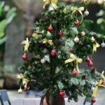 Living Christmas tree care - a small potted fir dressed with red baubles and yellow bows outdoors