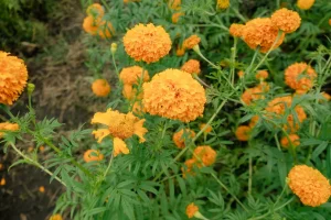 Is Marigold Toxic to Dogs? Tagetes vs Pot Marigold