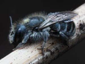 Mason Bee House