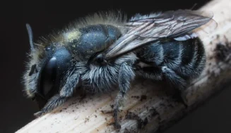 Mason Bee House