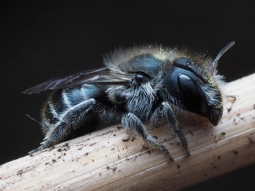 Close-up of a metallic blue-black mason bee resting on a dry stem