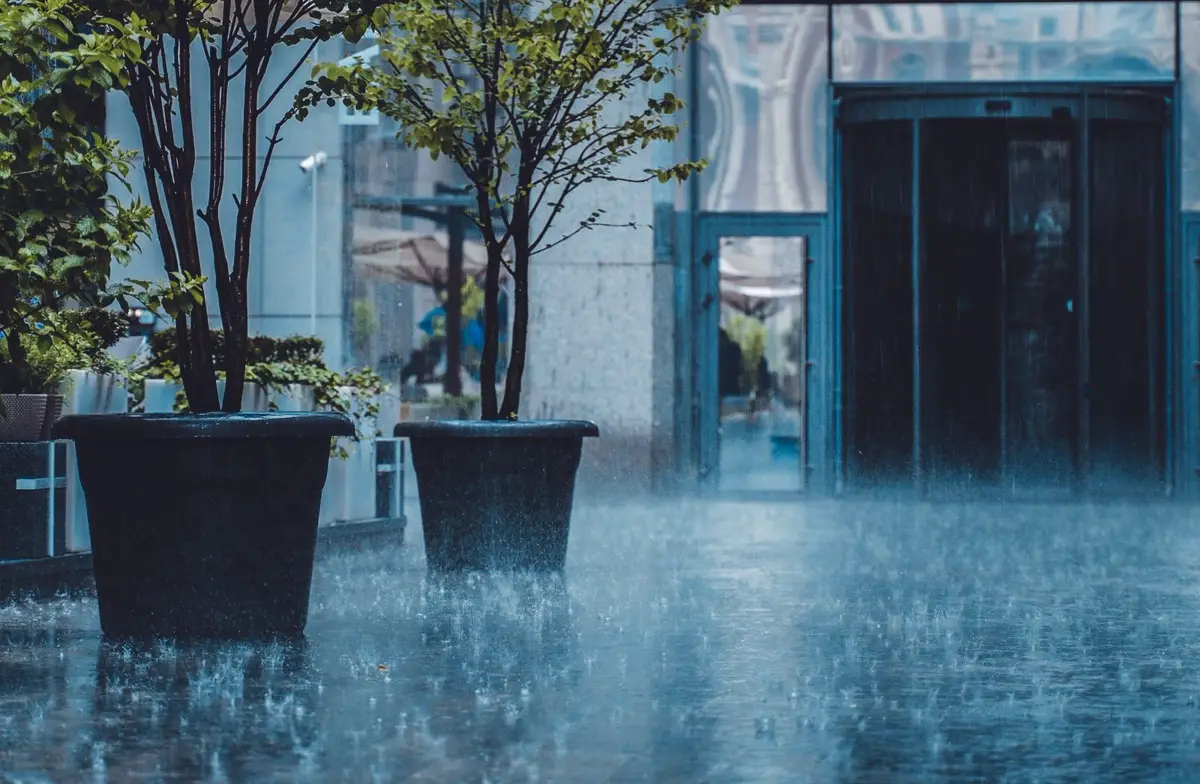 Monsoon terrace garden checklist - heavy rain hammering down around two large planted pots on wet paving