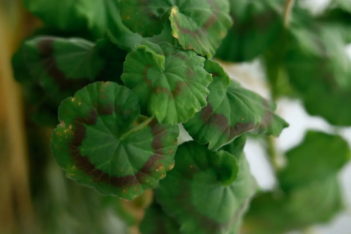 Green geranium leaves marked with dark brown ring-shaped leaf-spot lesions after humid weather