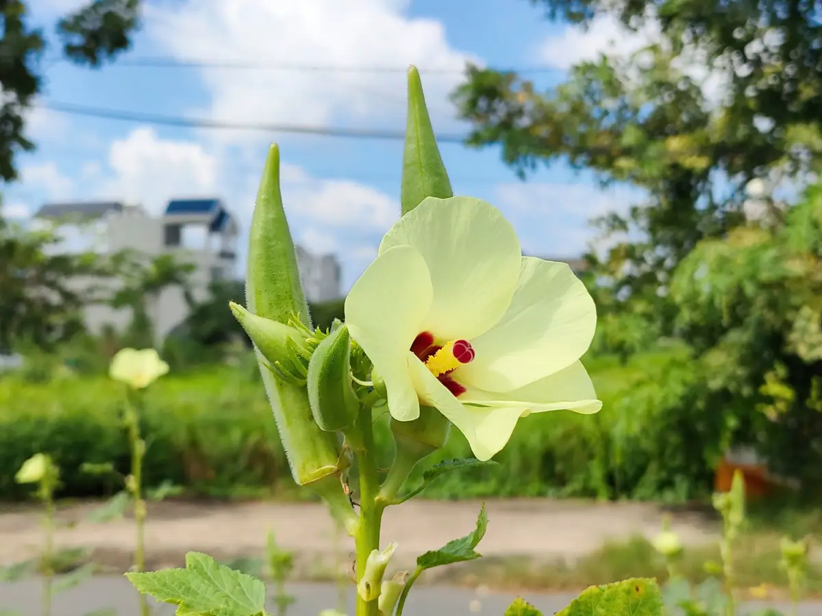 Pale yellow okra flower and two upright green pods on the plant under a bright cloudy sky