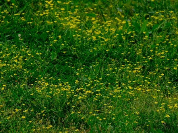 Buttercups flowering through long unmown lawn grass