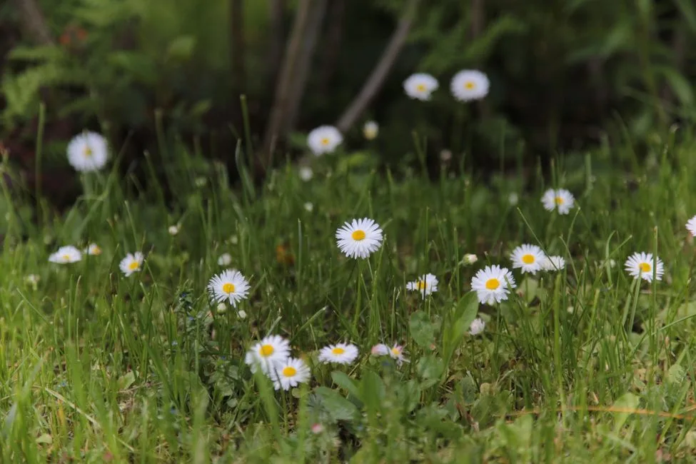 Lawn daisies flowering low in short mown grass