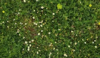 No Mow May