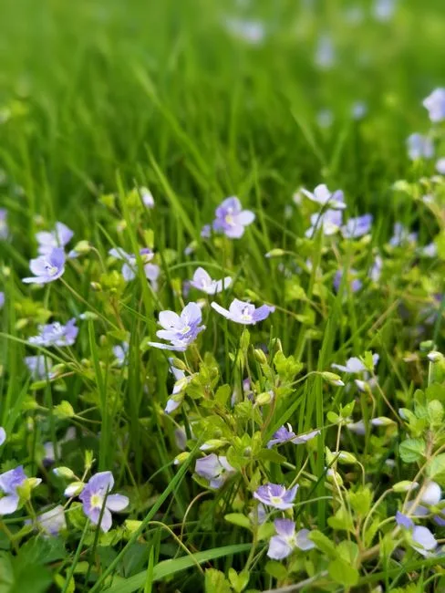 Blue speedwell flowers blooming among lawn grass