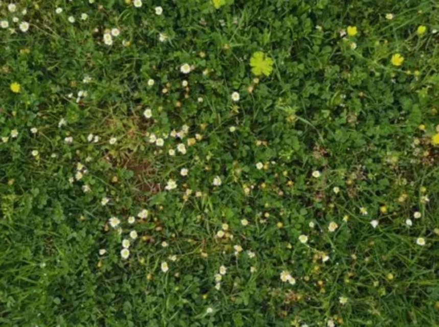 A No Mow May lawn seen from above, full of daisies, clover and dandelions